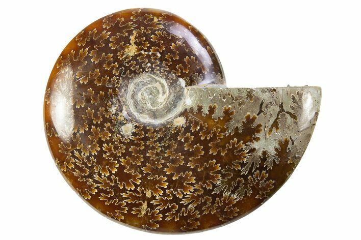 Polished Cretaceous Ammonite (Cleoniceras) Fossil - Madagascar #305929